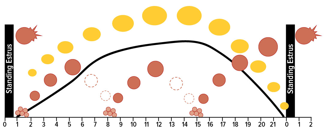 Graph with two black bars on each side, three groups of red dots, and yellow circles arching throughout representing reproductive fertilization.